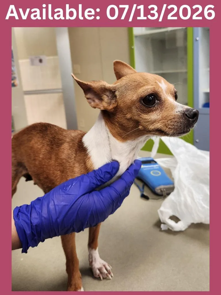 An adult small-sized female Chihuahua dog named Dog Kennel for adoption in Greenville, TX