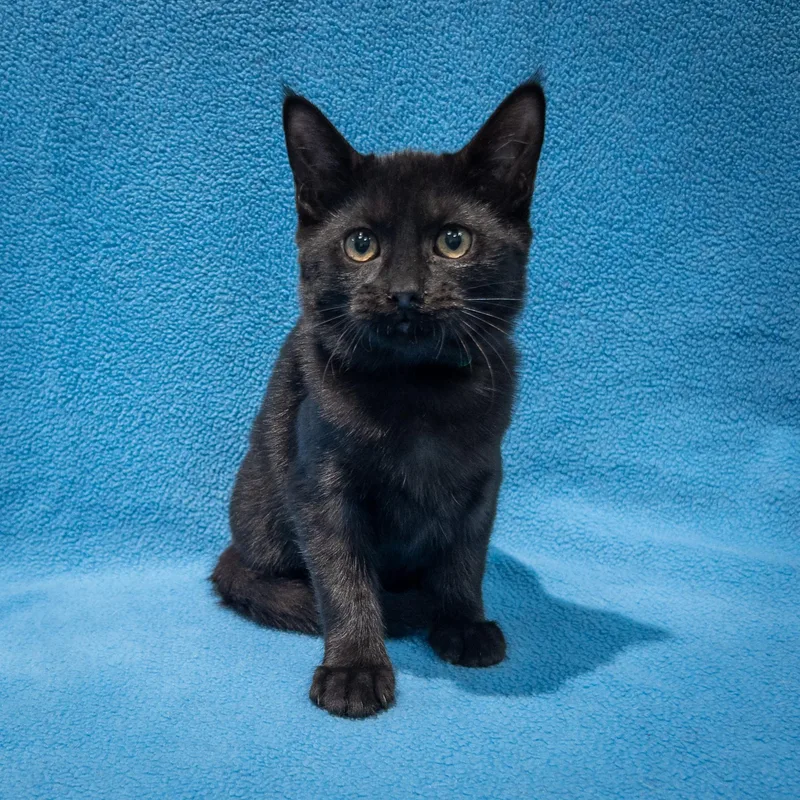 A baby medium-sized female Black Domestic Short Hair cat named Summertree for adoption in Overland Park, KS