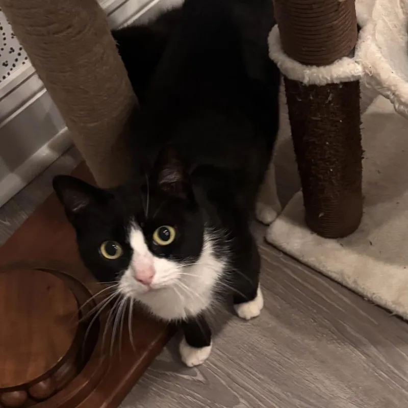 A young small-sized female Black Domestic Short Hair cat named Professor Mcgonagallbishop Mama for adoption in Westport, CT