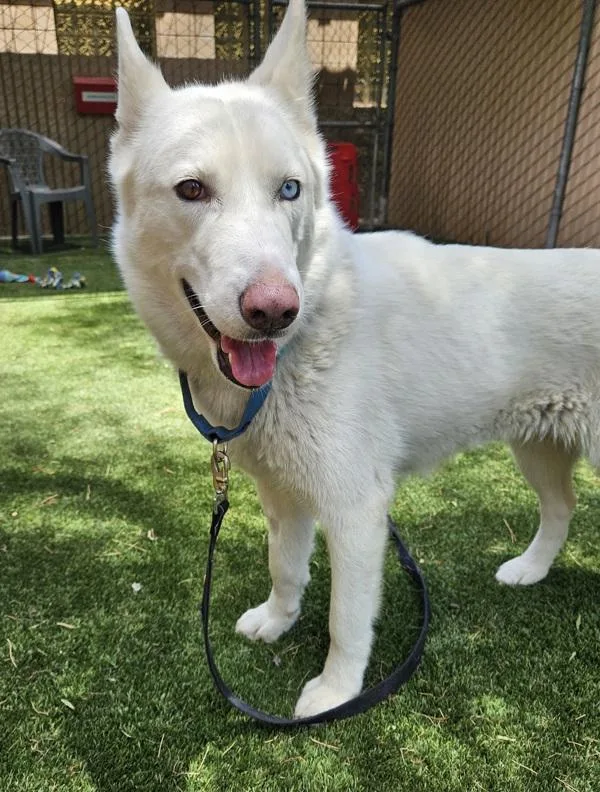 An adult large-sized female Siberian Husky dog named Bluebell for adoption in Escondido, CA