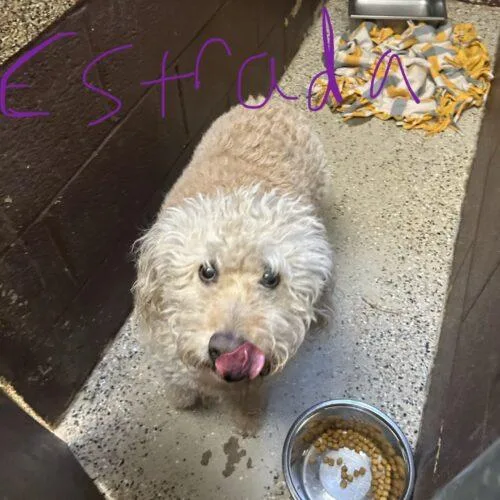 A young medium-sized male Yellow / Tan / Blond / Fawn Poodle dog named Estrada for adoption in Broken Arrow, OK