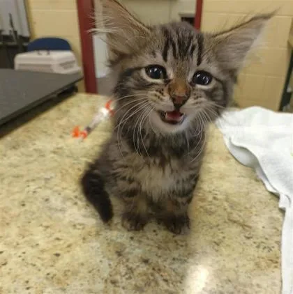 A baby medium-sized male Domestic Short Hair cat named Finn for adoption in Independence, MO