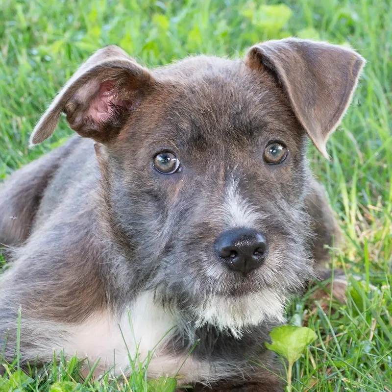 A baby small-sized male Pit Bull Terrier dog named Frank for adoption in Troy, OH