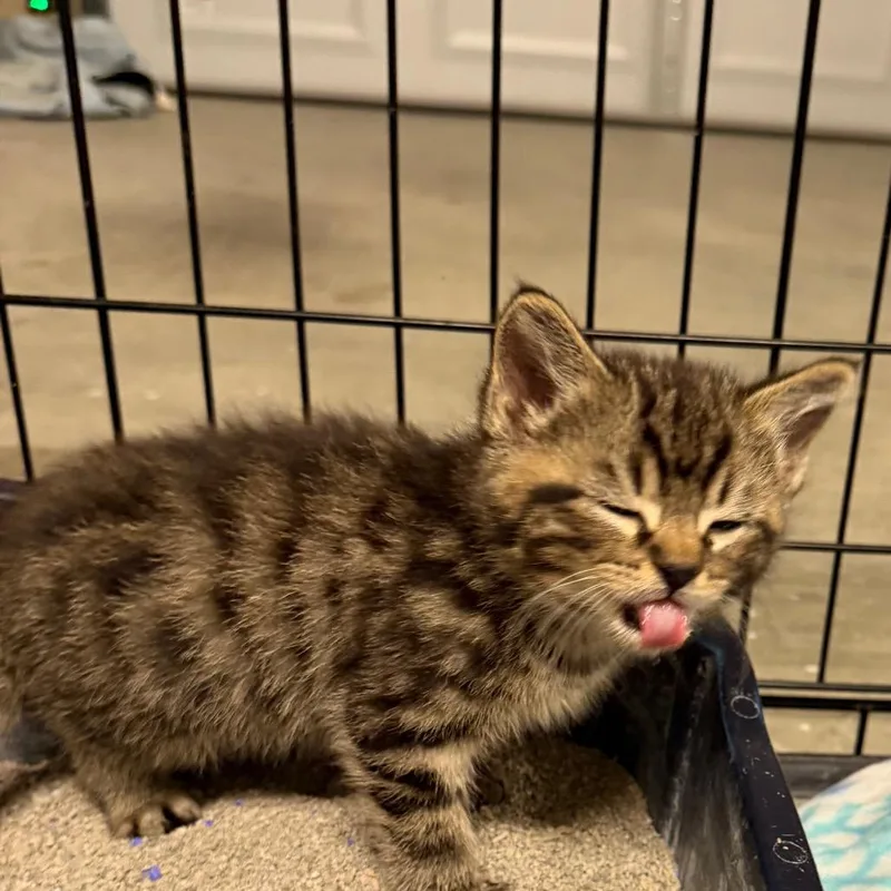 A baby small-sized male Domestic Medium Hair cat named Keanu Reeves for adoption in mount vernon, AR