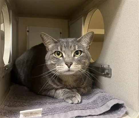 A young small-sized female Domestic Short Hair cat named Luna for adoption in Denver, CO