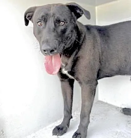 An adult large-sized male Labrador Retriever dog named Tank for adoption in Houston, TX