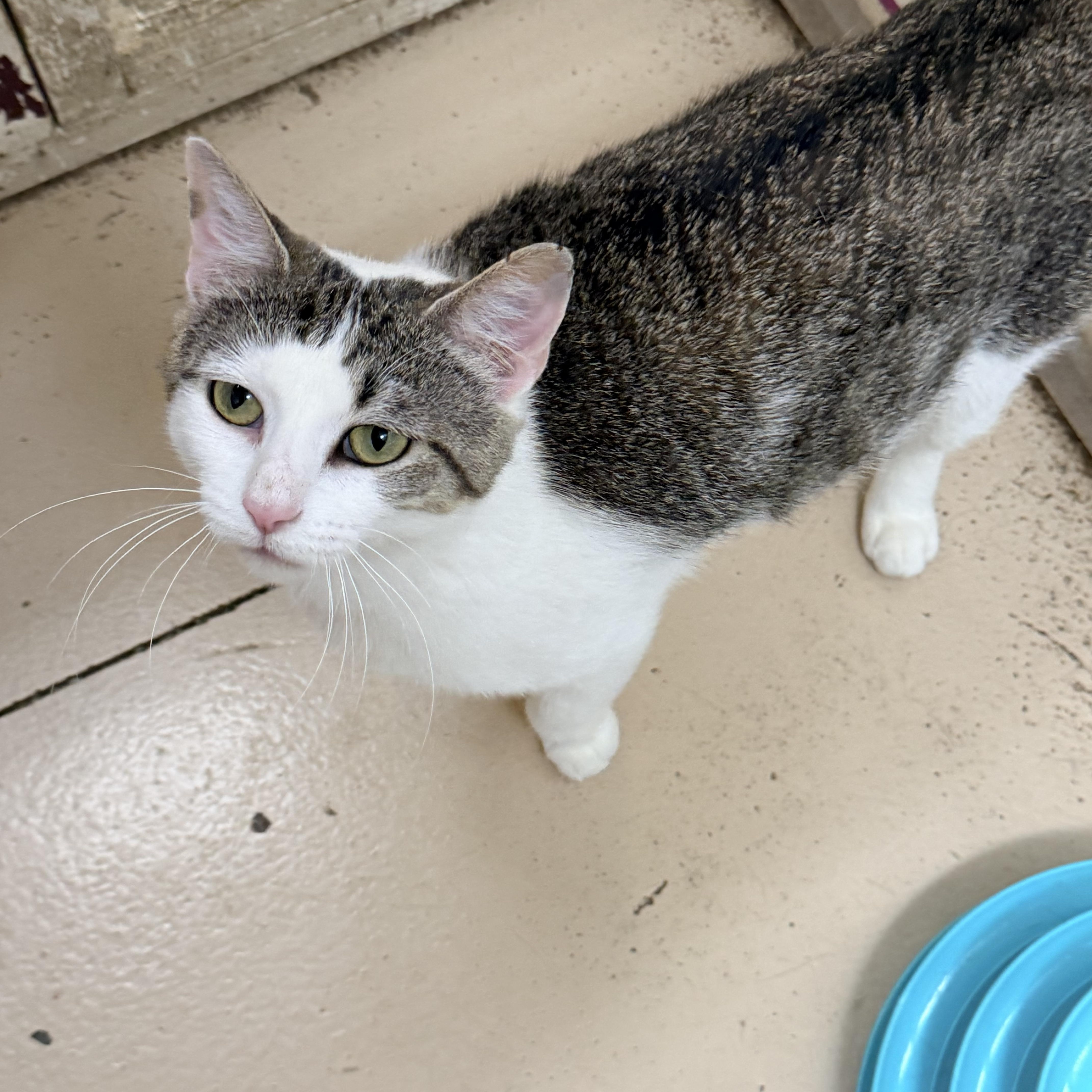 An adult medium-sized female White Domestic Short Hair cat named Darcie for adoption in Logan, OH