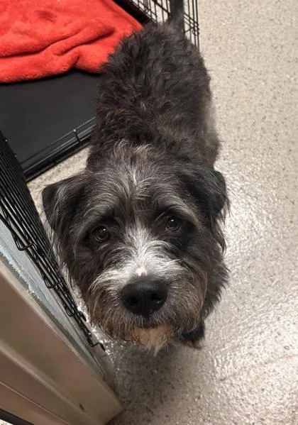 An adult medium-sized male Schnauzer dog named Wookie for adoption in Fishers, IN
