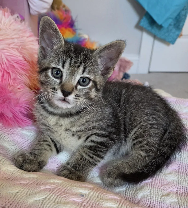 A baby small-sized male Domestic Short Hair cat named Milton for adoption in Pittsboro, NC
