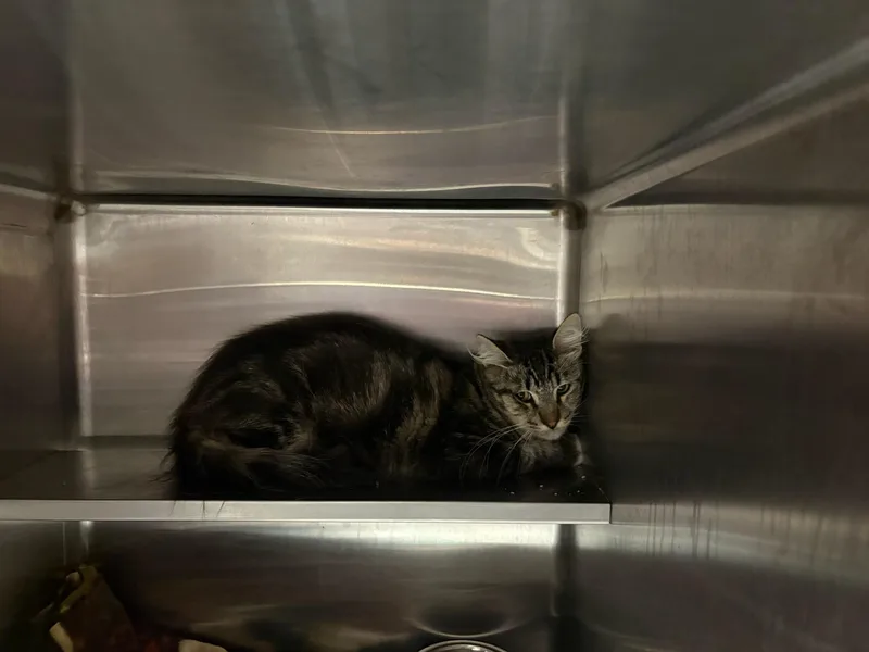 An adult large-sized male Domestic Short Hair cat named Quick for adoption in Chatsworth, CA