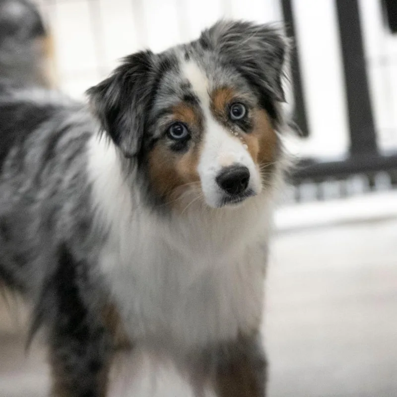 Sapphire thumbnail 3