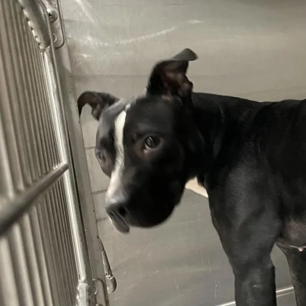 An adult medium-sized female Pit Bull Terrier dog named Marshmallow for adoption in Des Moines, IA