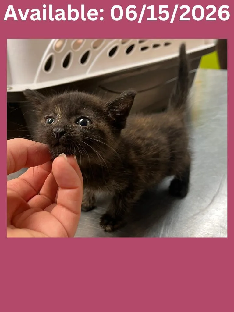 A baby medium-sized female Domestic Short Hair cat named Cat Condo for adoption in Greenville, TX