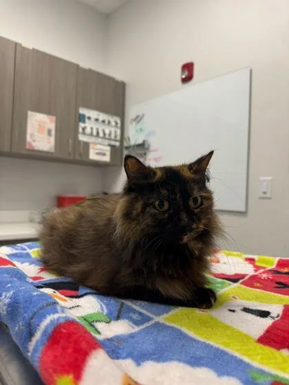An adult medium-sized female Black Domestic Long Hair cat named Underscores for adoption in Kansas City, MO