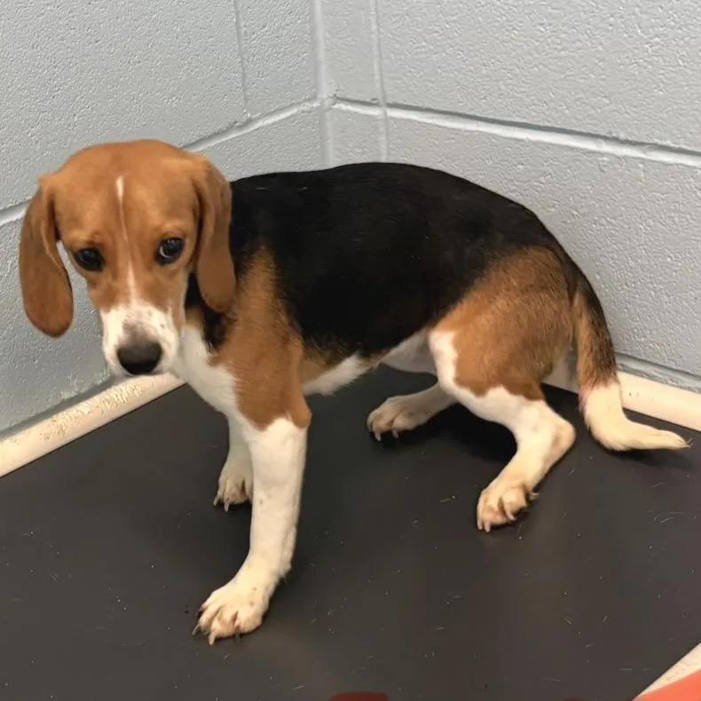 An adult medium-sized female White / Cream Beagle dog named Bagel for adoption in LOXAHATCHEE, FL