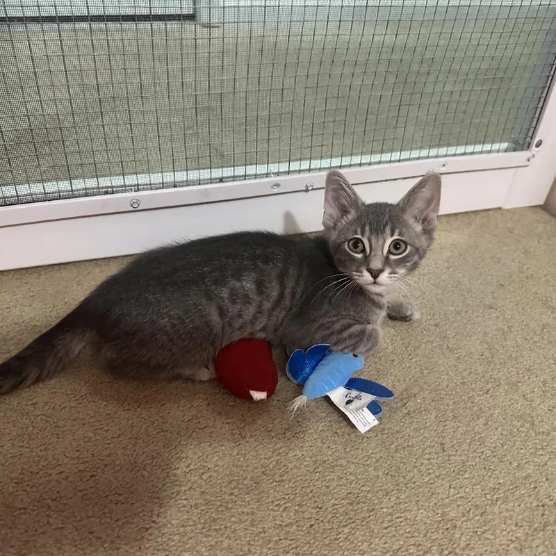 A baby small-sized male Gray / Blue / Silver Domestic Short Hair cat named Zeppelin for adoption in Brownsboro, AL