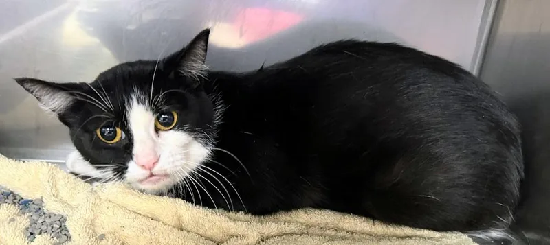 A baby medium-sized female Domestic Short Hair cat named Levi for adoption in Bryant, AR