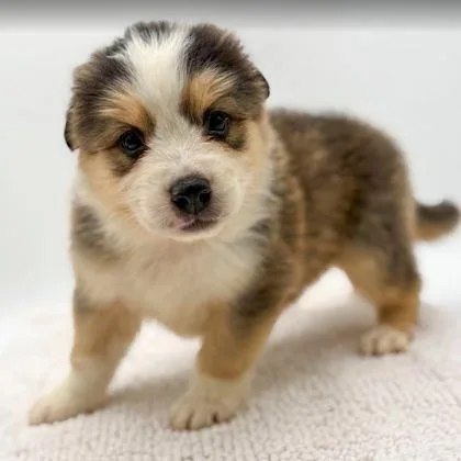 A young small-sized female Australian Shepherd dog named Coco for adoption in Bowling Green, KY