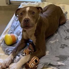 An adult medium-sized female Yellow / Tan / Blond / Fawn Mixed Breed dog named Bestie for adoption in Asheville, NC