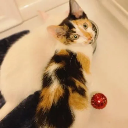 A baby small-sized female Domestic Short Hair cat named Romance for adoption in Verona, WI
