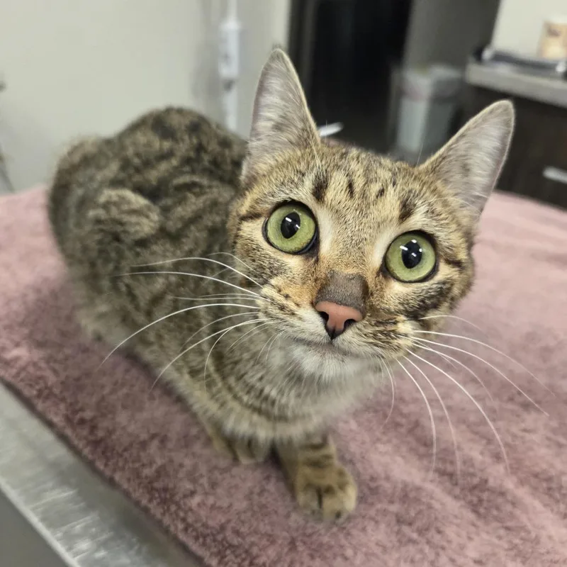 A young medium-sized female Brown / Chocolate Domestic Short Hair cat named Ivy for adoption in Hinsdale, IL