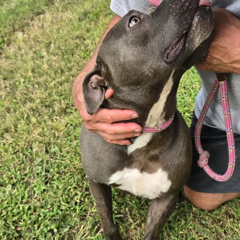 An adult large-sized male Gray / Blue / Silver Pit Bull Terrier dog named Blue for adoption in Arlington, TN