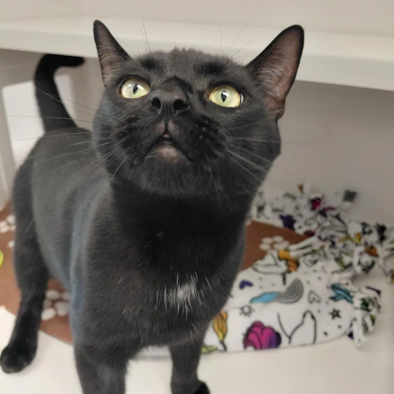 An adult small-sized male Black Domestic Short Hair cat named Olaf for adoption in Grantsville, UT
