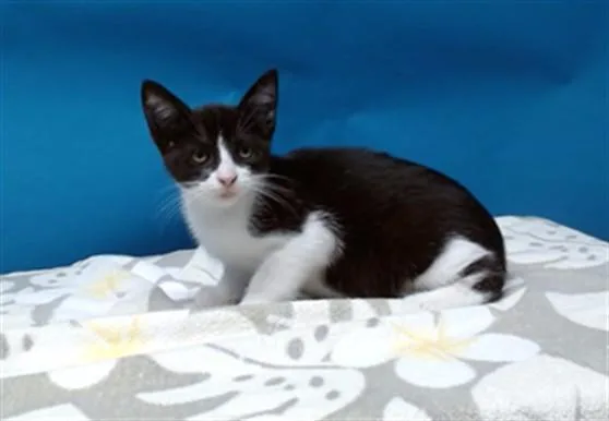 A baby small-sized female Domestic Short Hair cat named Squeaks for adoption in Gardena, CA