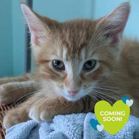 A baby small-sized male Orange / Red Domestic Short Hair cat named Knicks for adoption in Chicago, IL