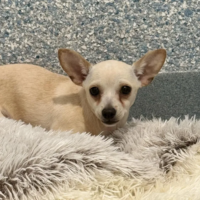 A young small-sized female White / Cream Chihuahua dog named Gaia for adoption in Hawthorne, CA