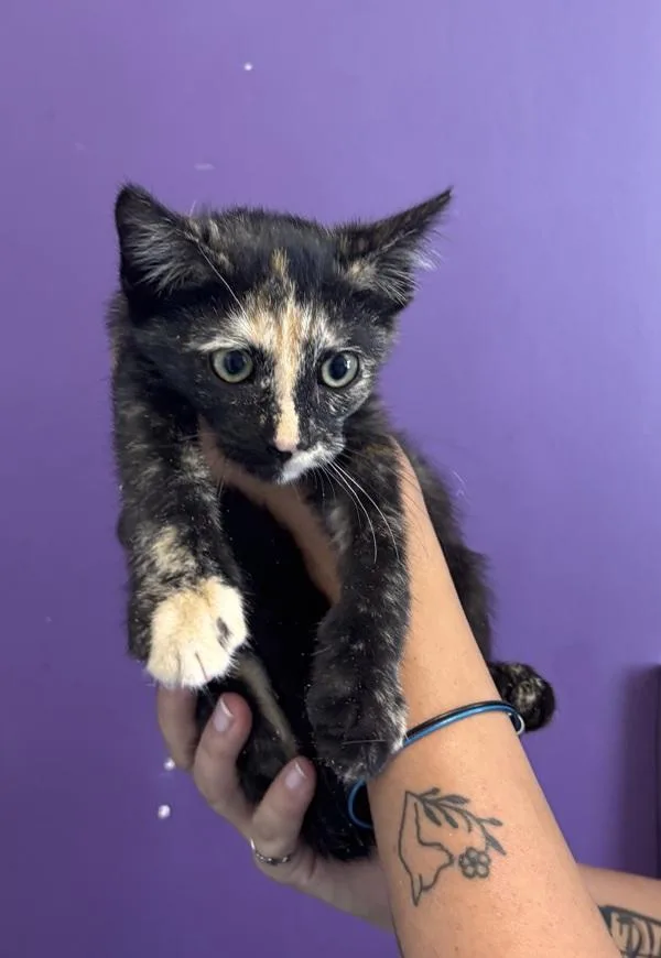 A baby small-sized female Domestic Medium Hair cat named Beach Towel for adoption in Salt Lake City, UT