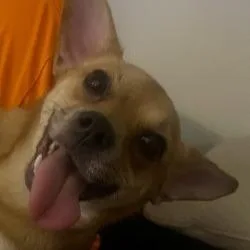 An adult small-sized male Yellow / Tan / Blond / Fawn Chihuahua dog named Flapjack for adoption in West Palm Beach, FL