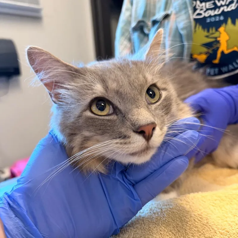 An adult medium-sized male Gray / Blue / Silver Domestic Medium Hair cat named Walter for adoption in Hinsdale, IL