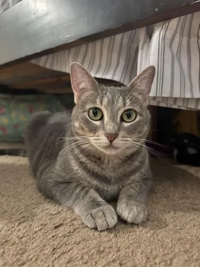 A young medium-sized female Tabby (Gray / Blue / Silver) Tabby cat named Amelia for adoption in Liverpool, TX