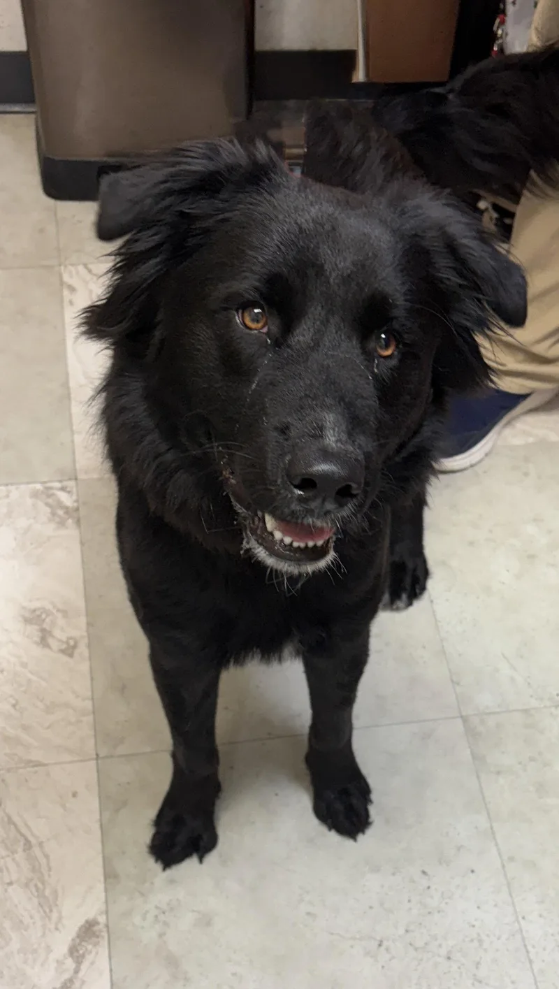 A senior medium-sized male Labrador Retriever dog named Jynx for adoption in Richardson, TX