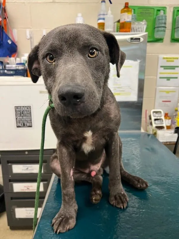 An adult medium-sized male Gray / Blue / Silver Mixed Breed dog named Elliott for adoption in Mobile, AL