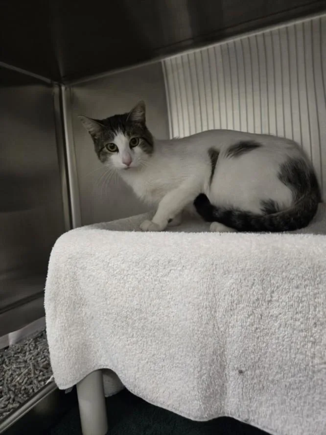 A young medium-sized male Domestic Short Hair cat named Russell for adoption in Derwood, MD