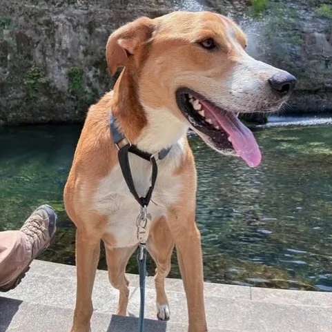 A young large-sized male Apricot / Beige Labrador Retriever dog named Juno for adoption in Williston, VT
