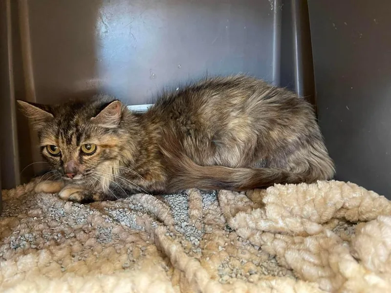 A young medium-sized female Domestic Short Hair cat named Bug for adoption in Bolivar, MO