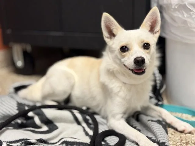 Bonita
