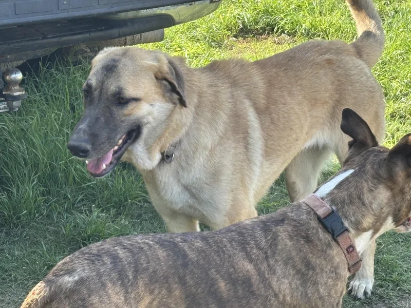 A young large-sized female Anatolian Shepherd dog named "lil' Bit" for adoption in Rockdale, TX
