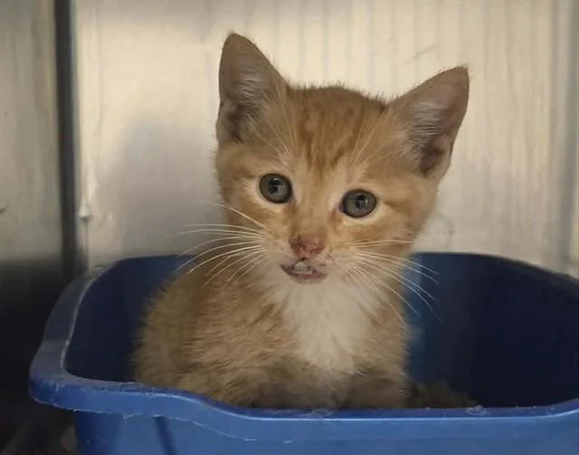 A baby small-sized male Domestic Short Hair cat named A for adoption in Martinez, CA