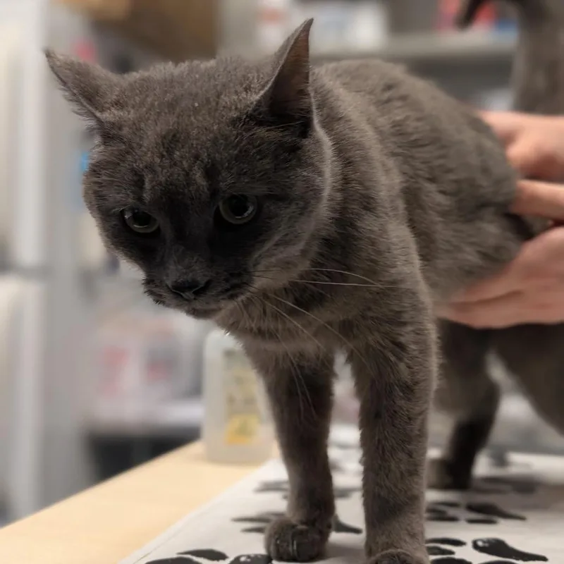 An adult small-sized female Domestic Short Hair cat named Yay! for adoption in St. Paul, MN
