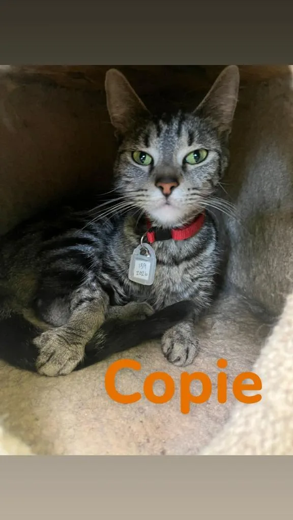 An adult medium-sized female Domestic Short Hair cat named Copie for adoption in Kendallville, IN