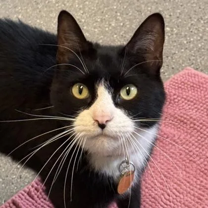 An adult medium-sized male Domestic Short Hair cat named Hugo for adoption in Lansing, MI