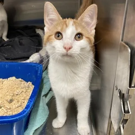 A baby medium-sized female Tabby (Orange / Red) Domestic Short Hair cat named Cancun for adoption in Prince Frederick, MD
