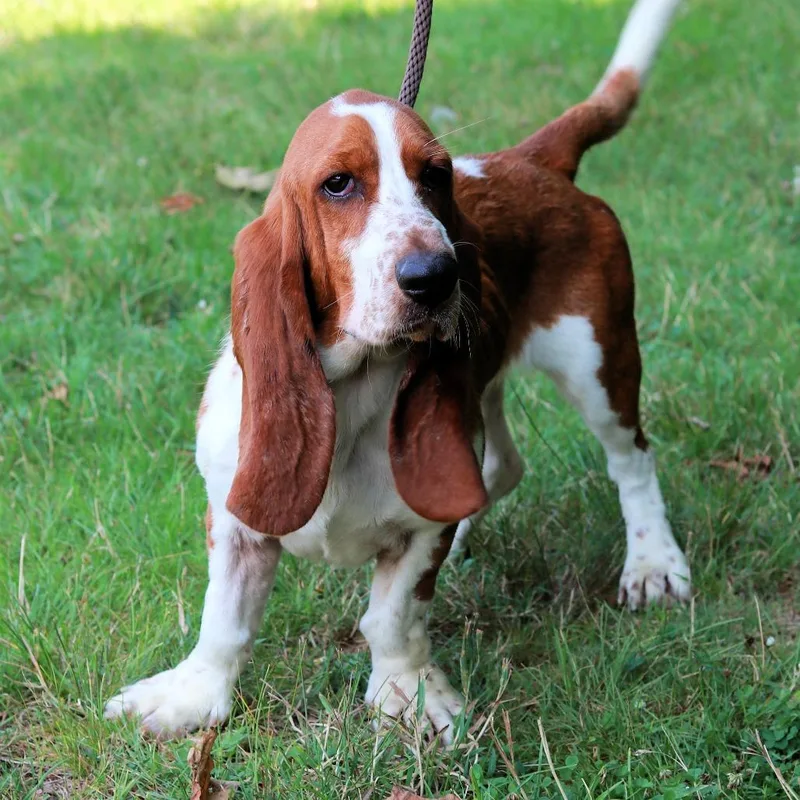 A young medium-sized female Red / Chestnut / Orange Basset Hound dog named CT Mabel for adoption in Eastford, CT