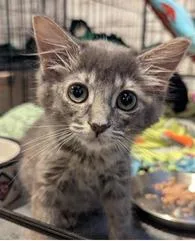 A baby medium-sized female Domestic Short Hair cat named Tillee for adoption in St. Cloud, MN