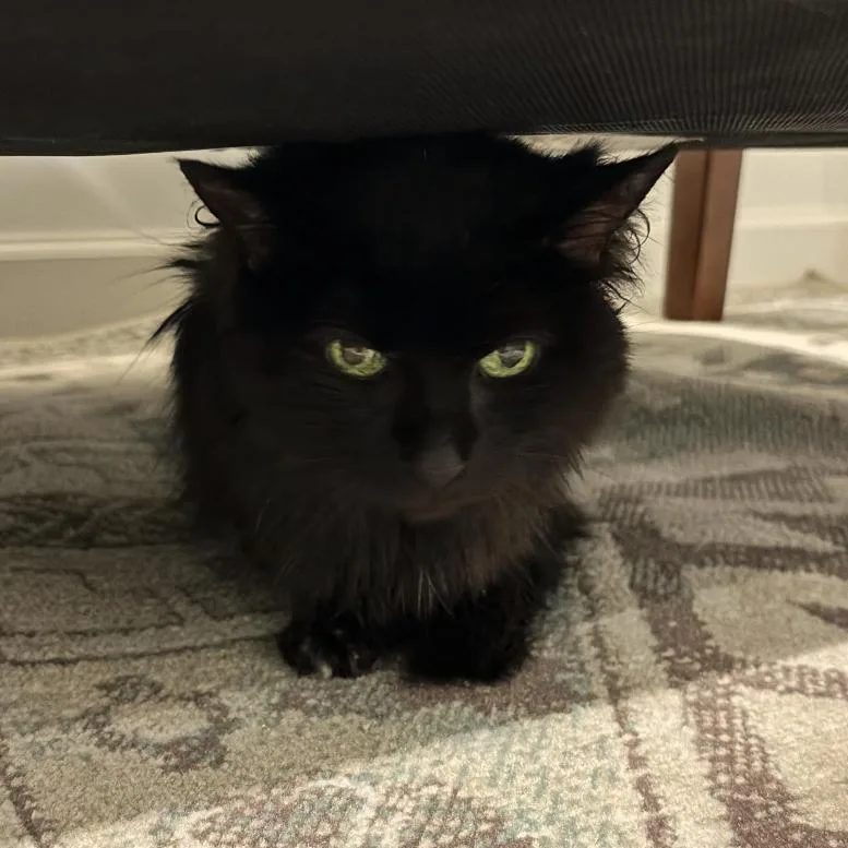 Bellarose C thumbnail 2