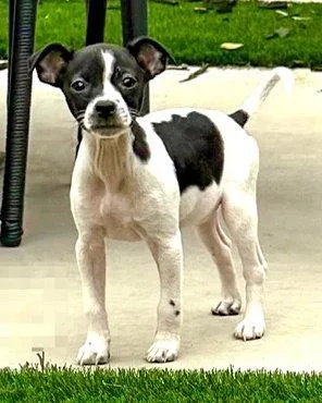 A baby small-sized male Chihuahua dog named Hankie for adoption in Corona, CA